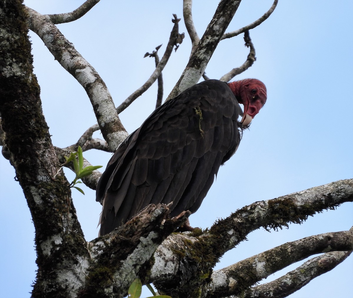 Urubu à tête rouge - ML577184451