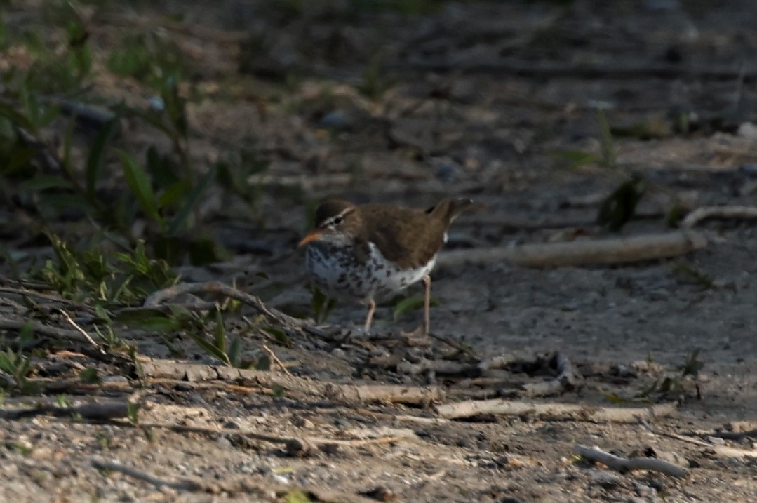 Spotted Sandpiper - ML577184811