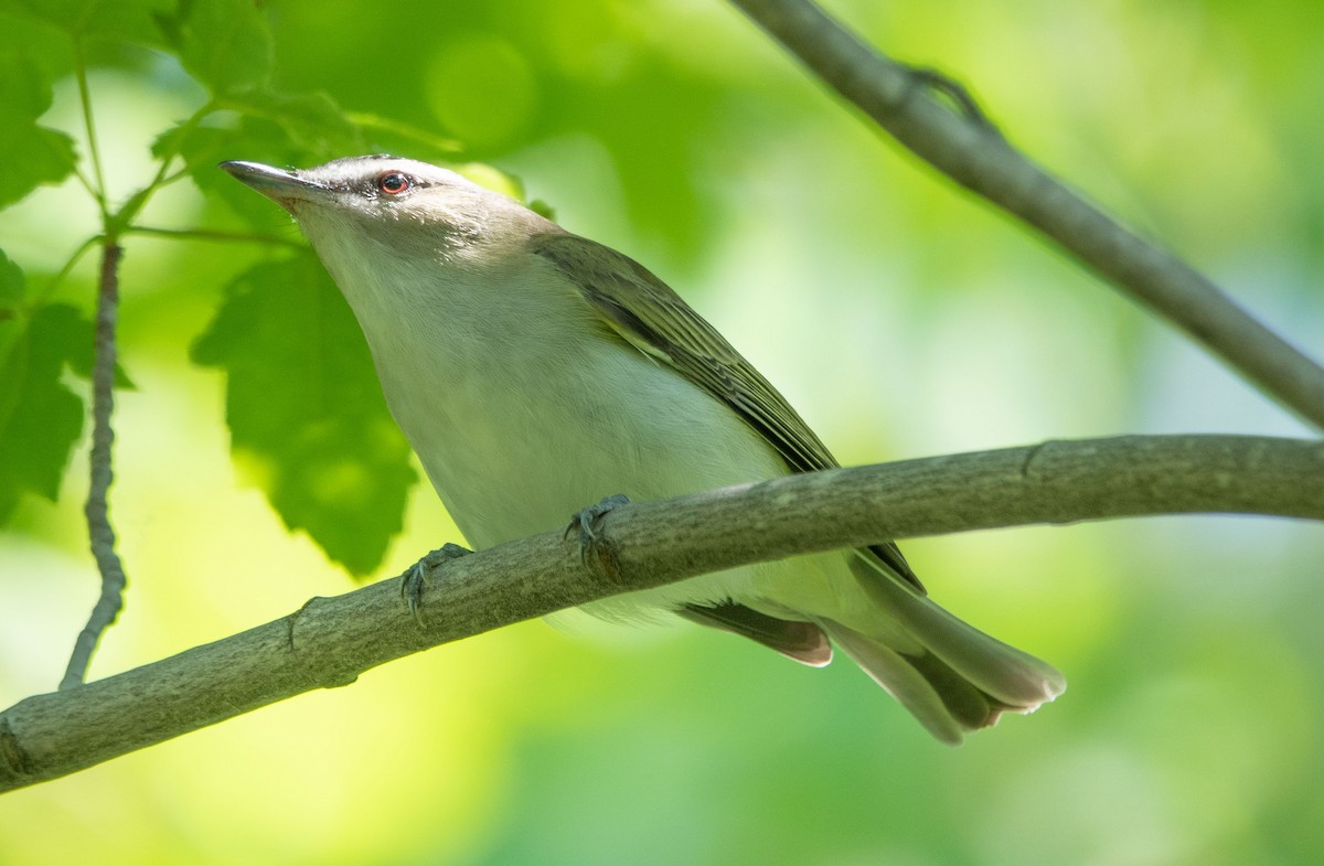 Red-eyed Vireo - Gale VerHague