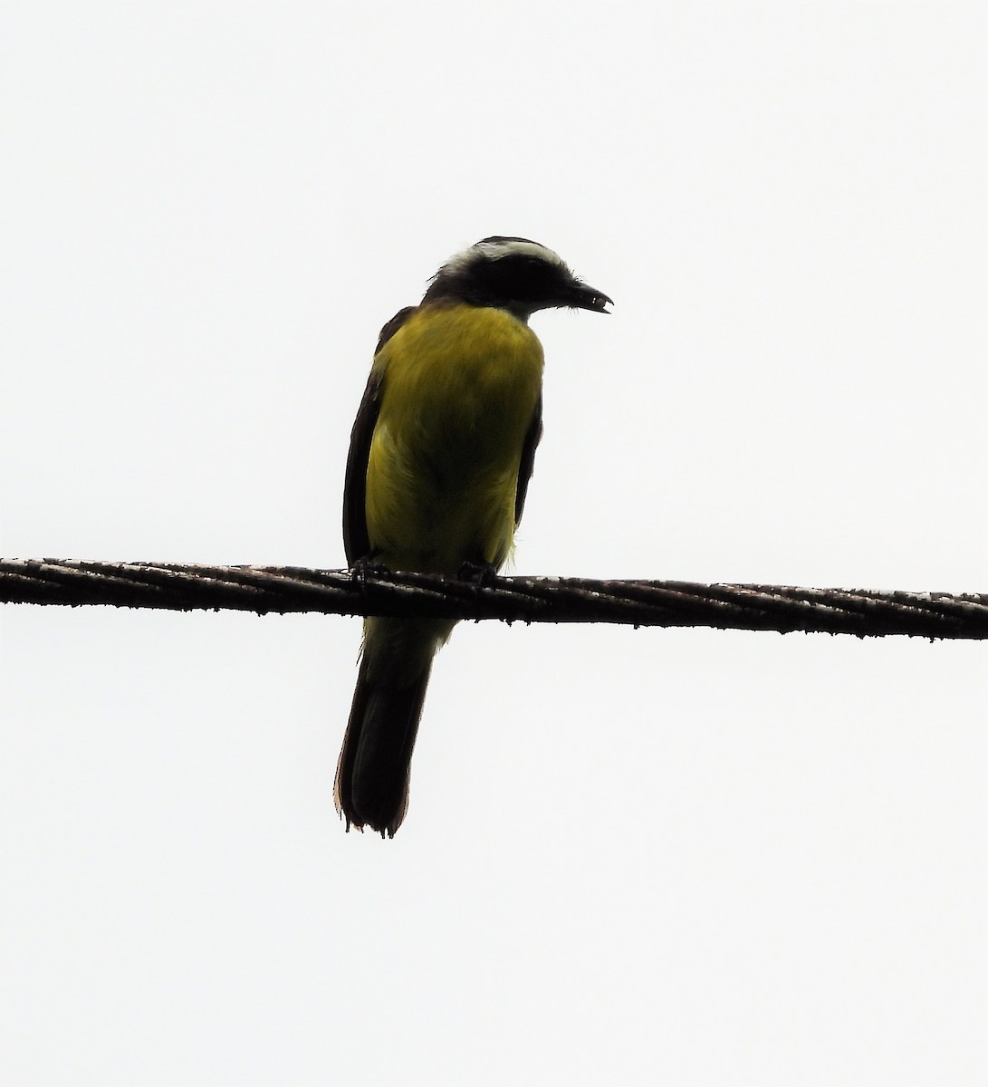 White-ringed Flycatcher - ML577184891