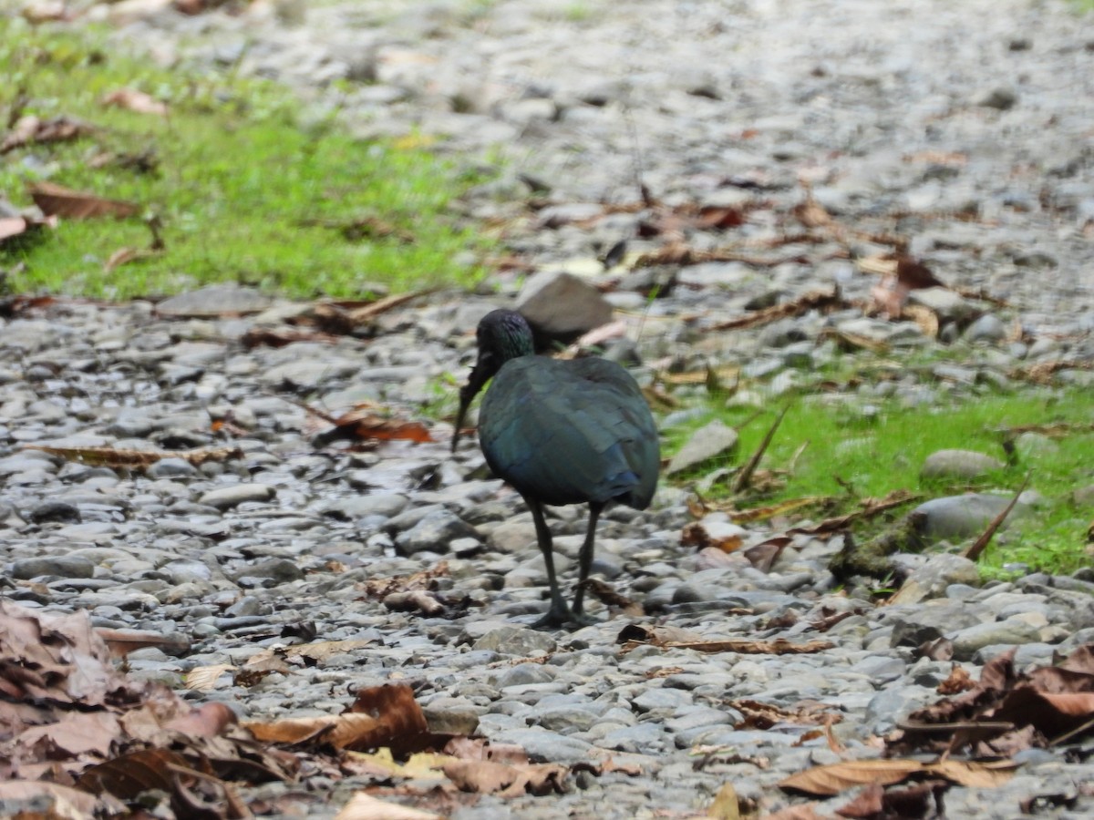 grønnakkeibis - ML577185751