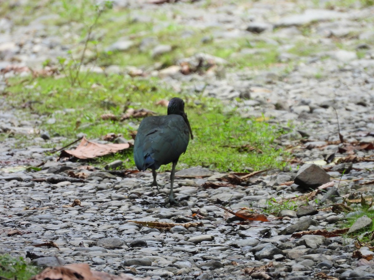 grønnakkeibis - ML577185761