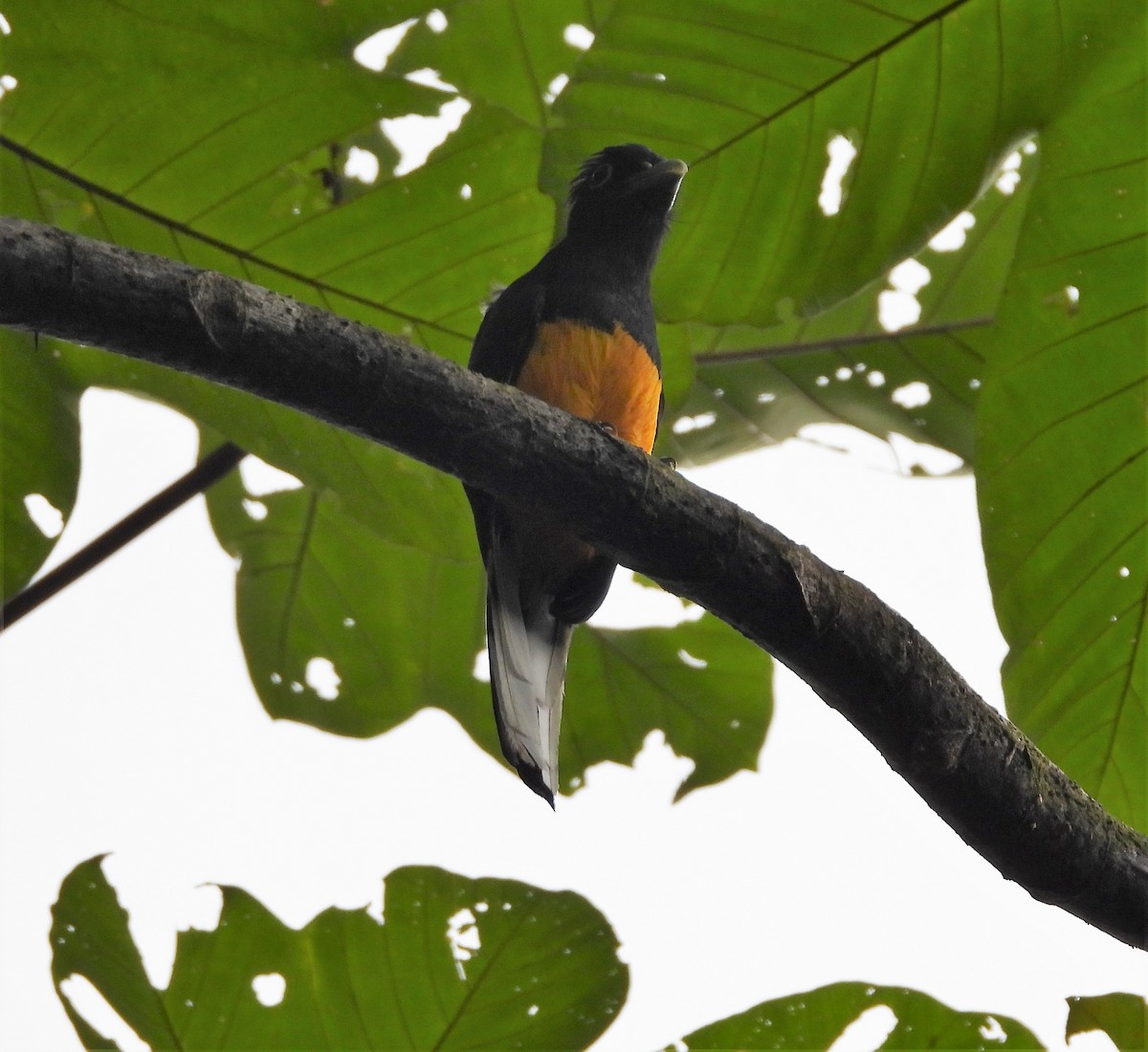 White-tailed Trogon - Albeiro Erazo Farfán