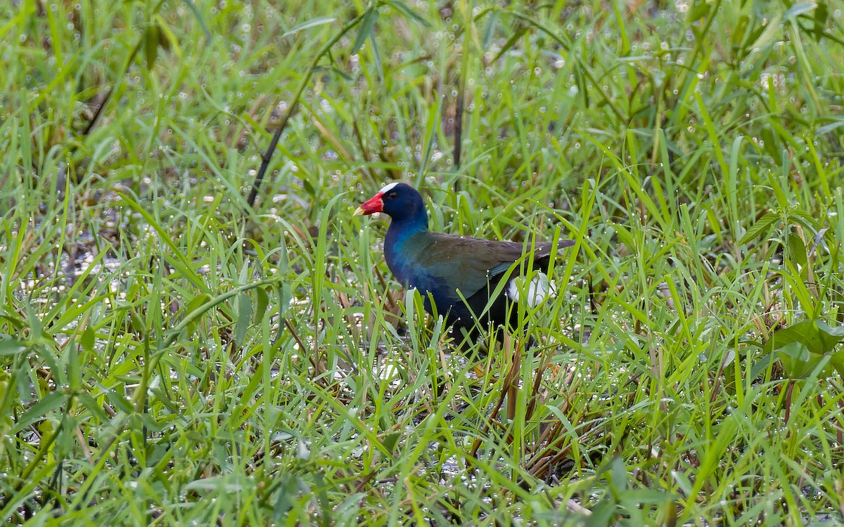 Purple Gallinule - ML577186881