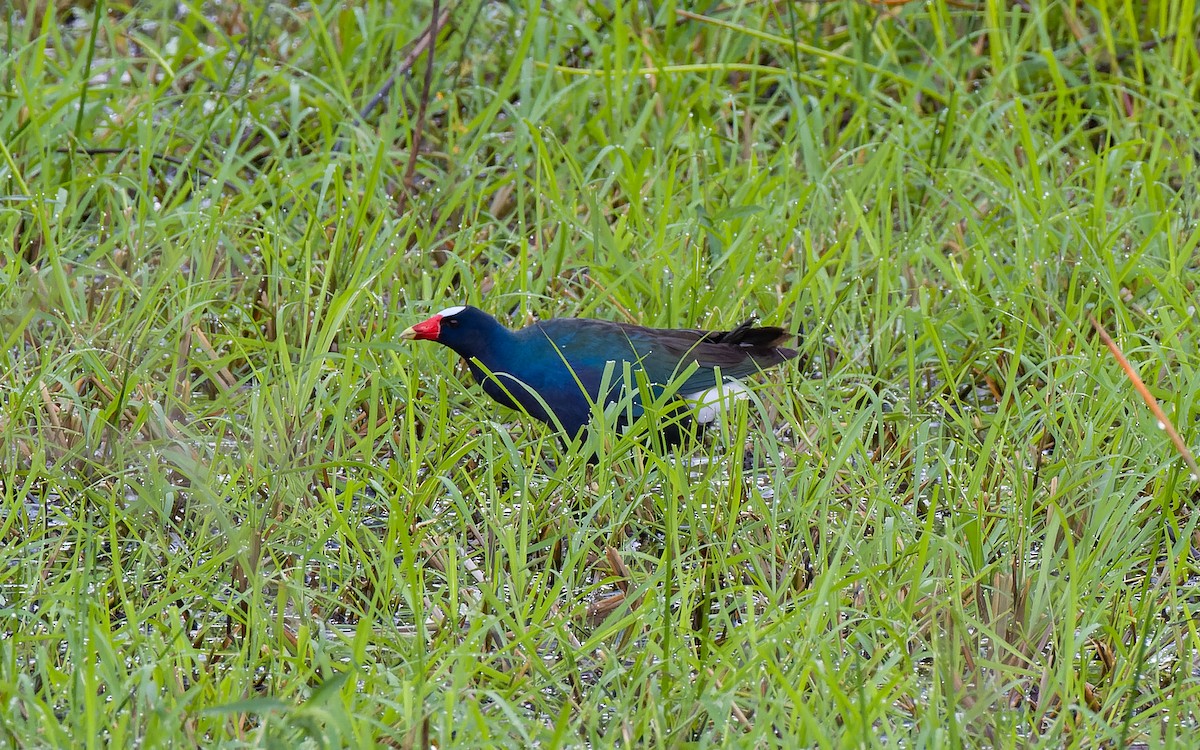 Purple Gallinule - Peter Kennerley