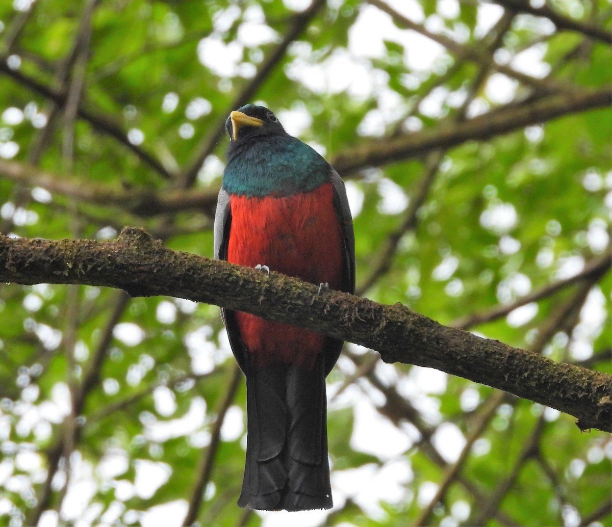 Blue-tailed Trogon - ML577187161