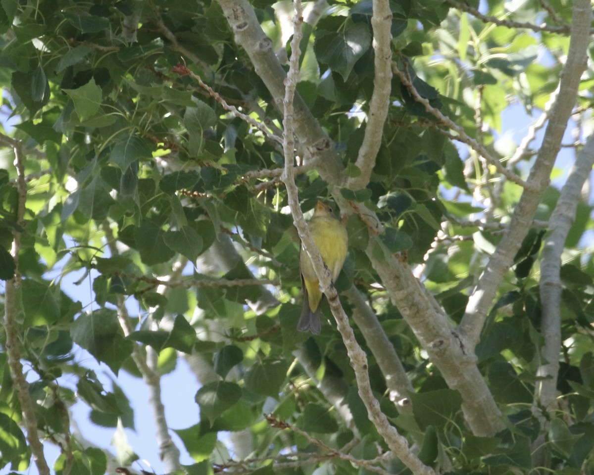 Western Tanager - ML577187361