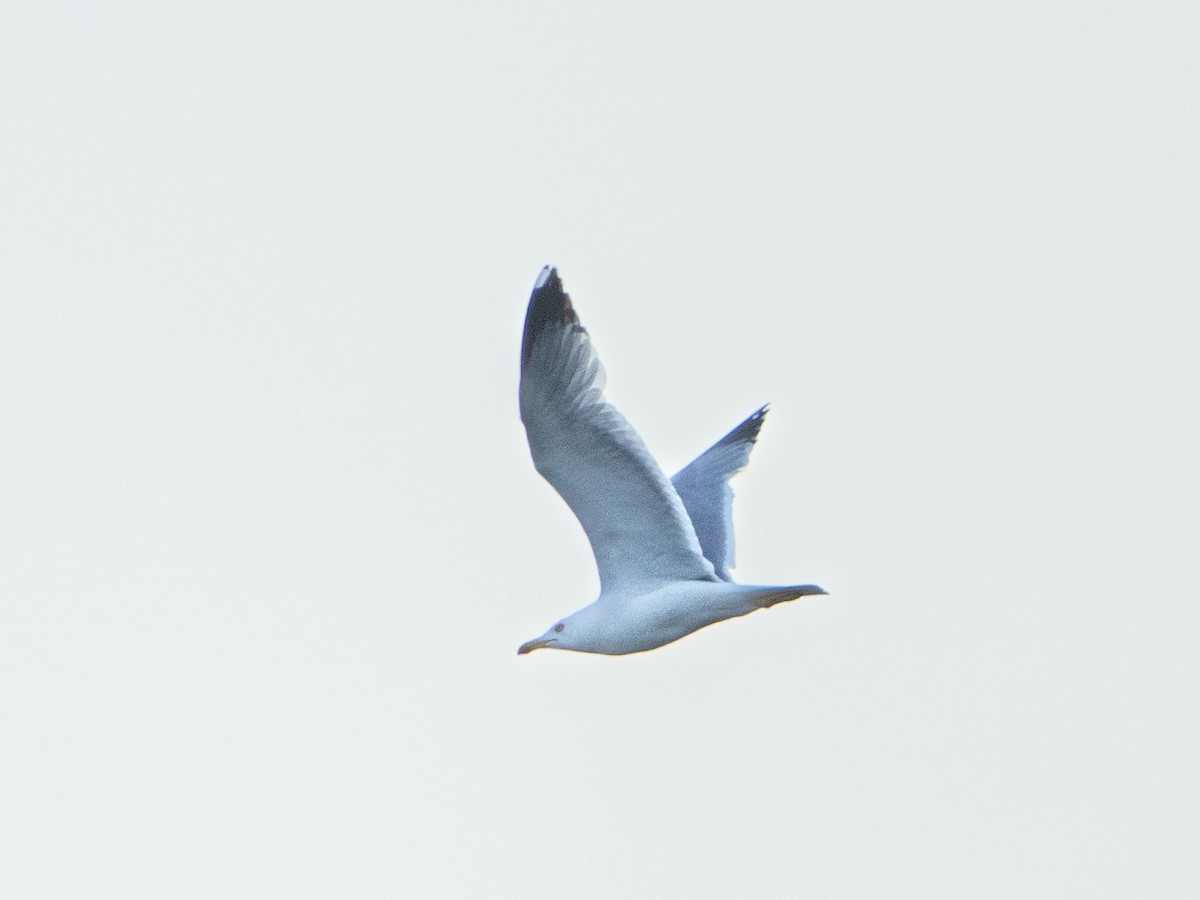 Gaviota Patiamarilla - ML577187381