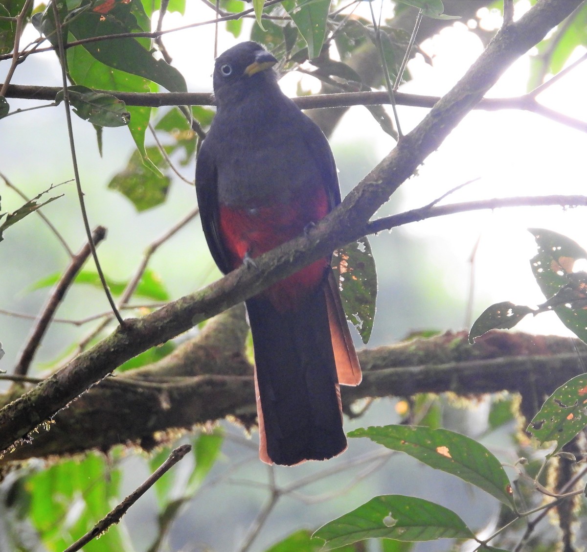 Trogon aux yeux blancs - ML577187771