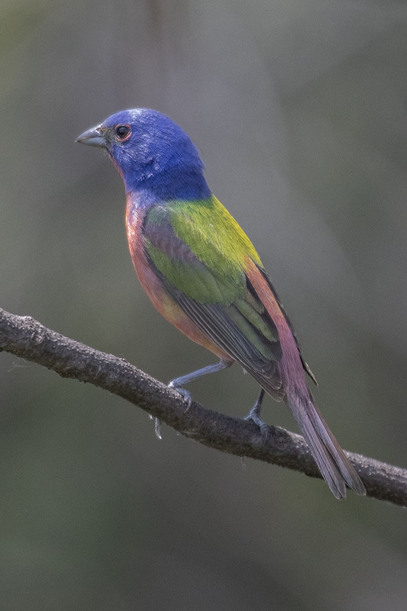 Painted Bunting - ML577187891