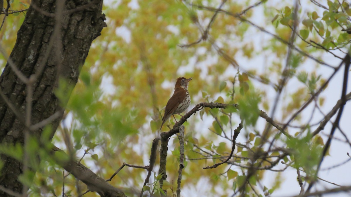 Wood Thrush - ML57718811