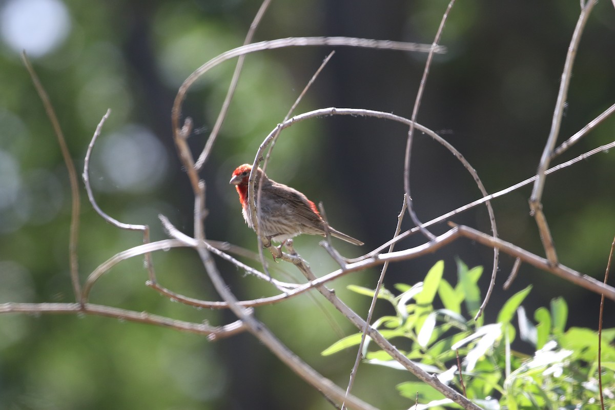 House Finch - ML577188161