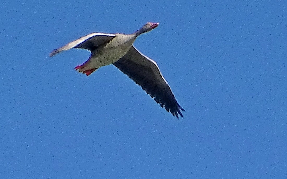 Graylag Goose - ML577188441