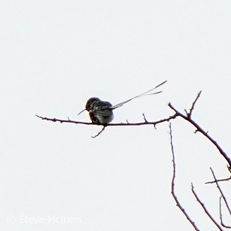 Peruvian Sheartail - ML577188461