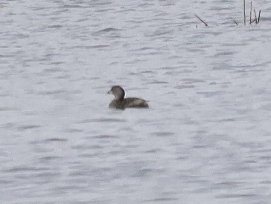 Pied-billed Grebe - ML577189111