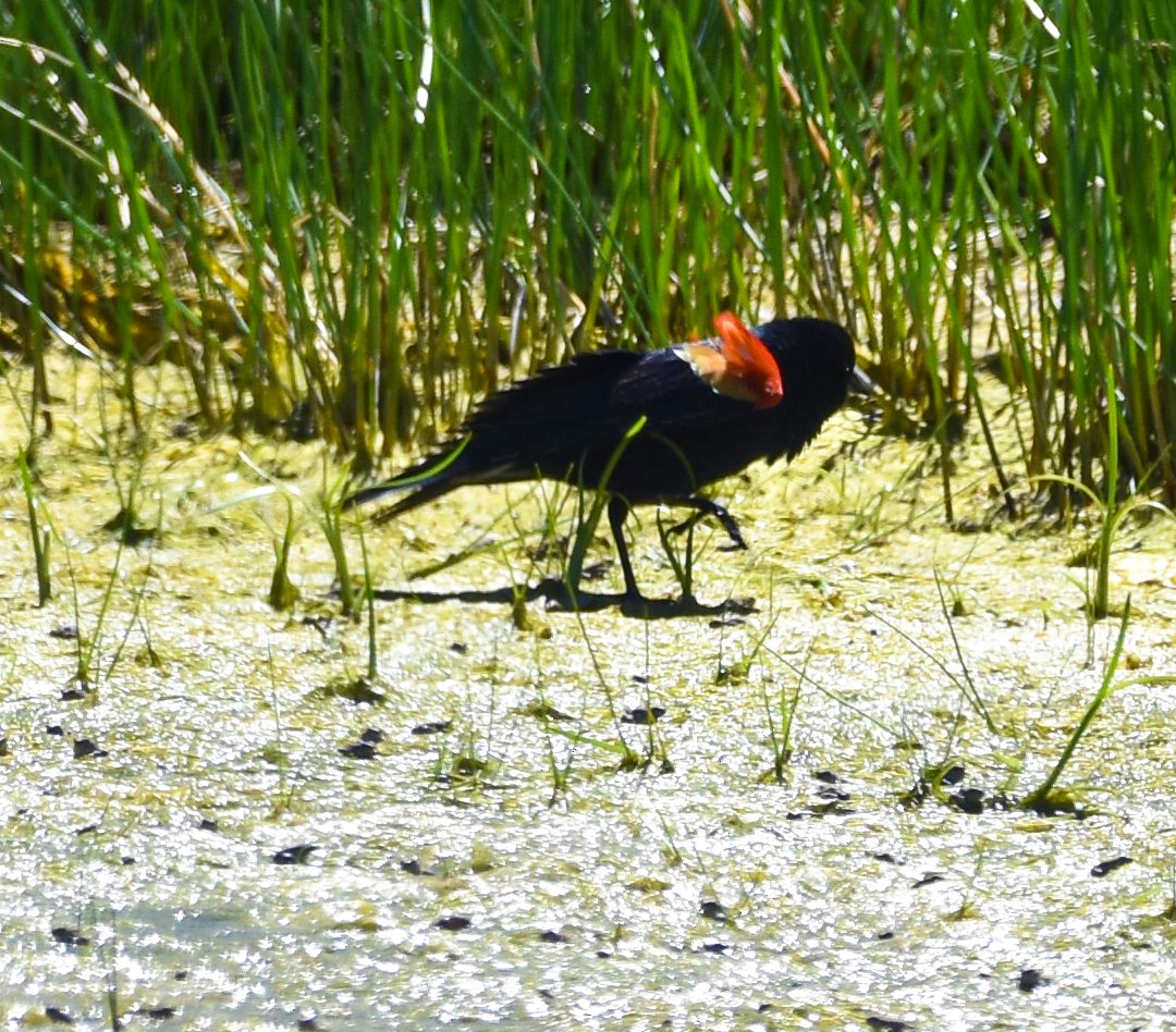 Red-winged Blackbird - ML577189611