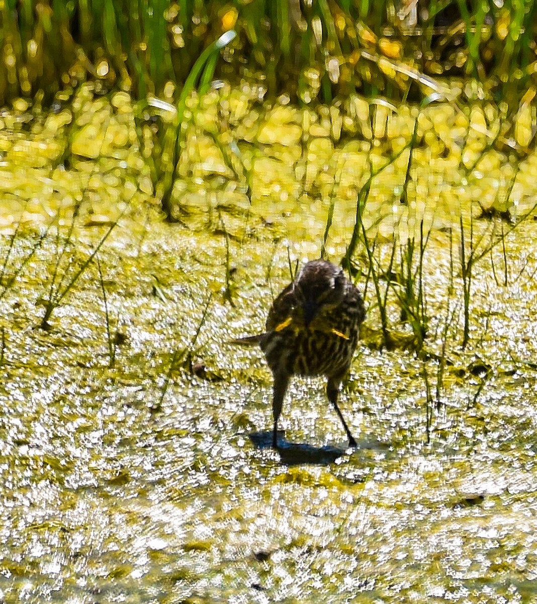 Red-winged Blackbird - Ulrike Guggenheim