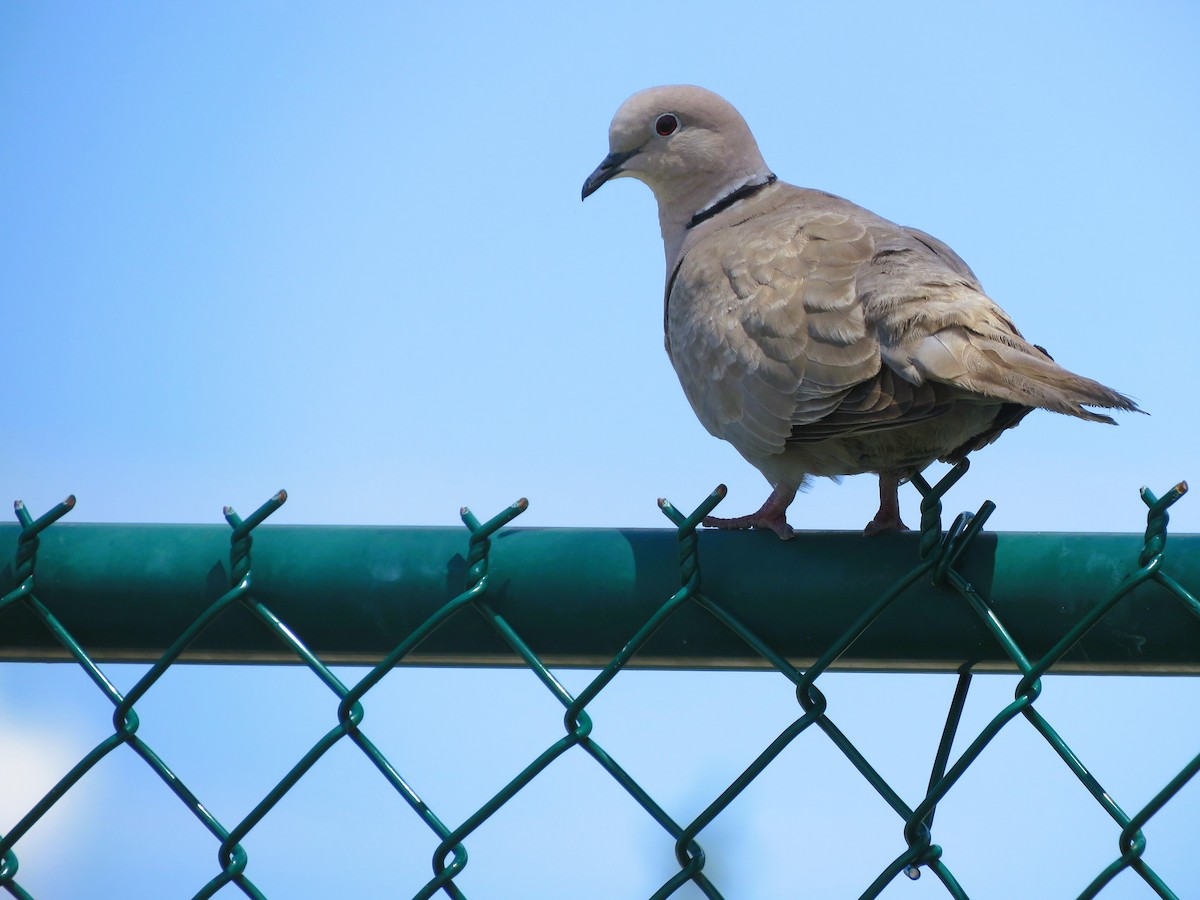 Eurasian Collared-Dove - Anonymous