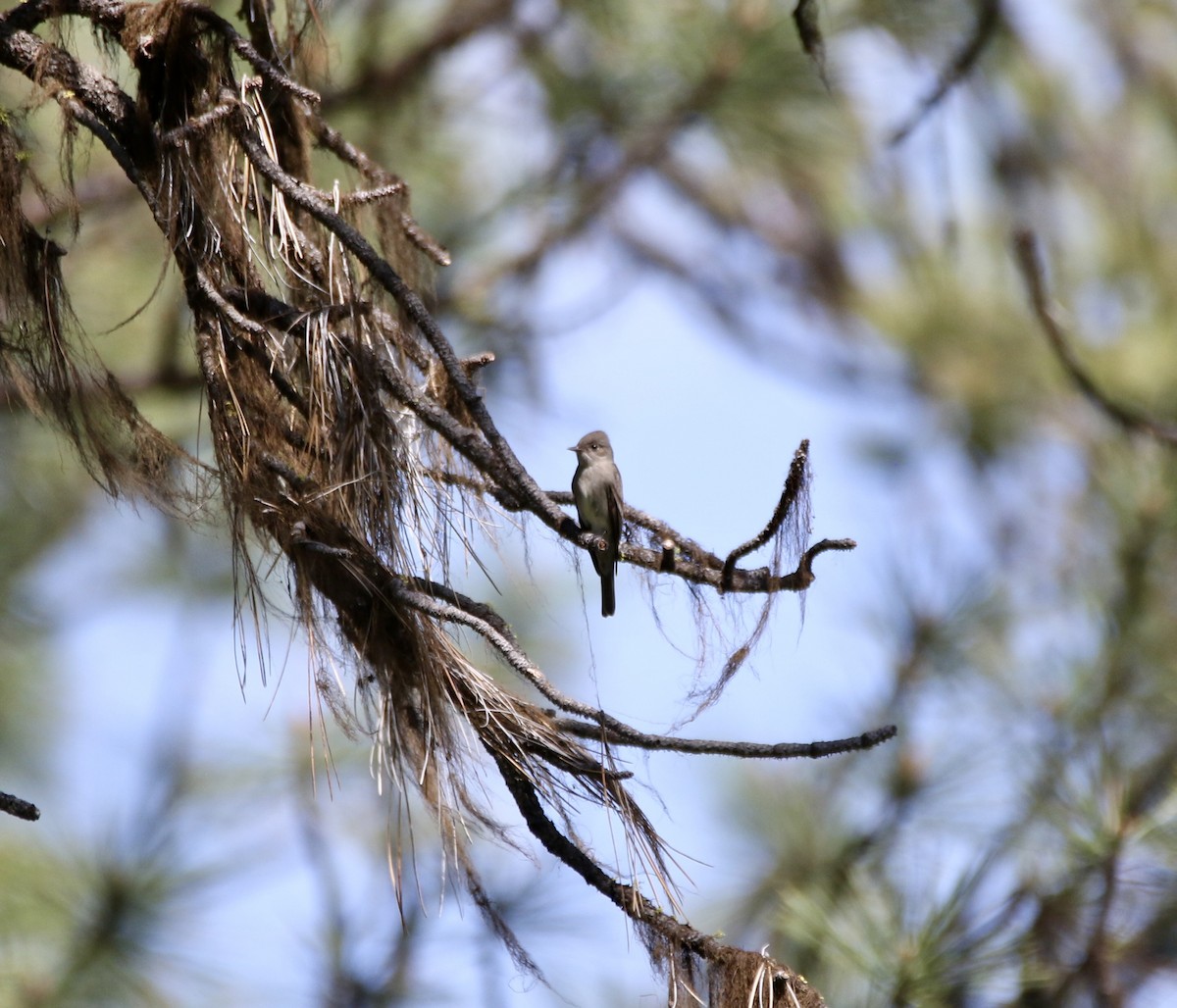 Western Wood-Pewee - ML577190051