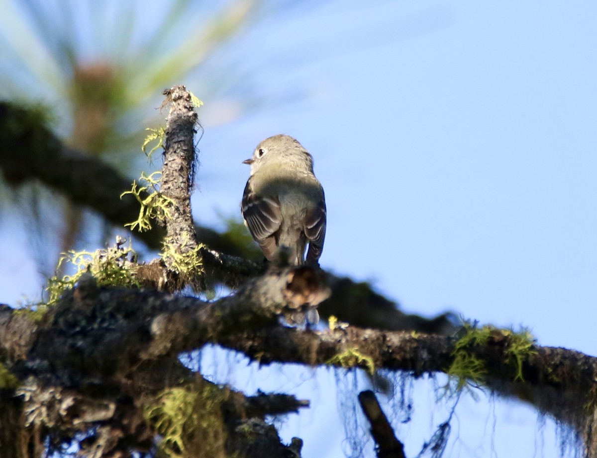 Hammond's Flycatcher - ML577190281