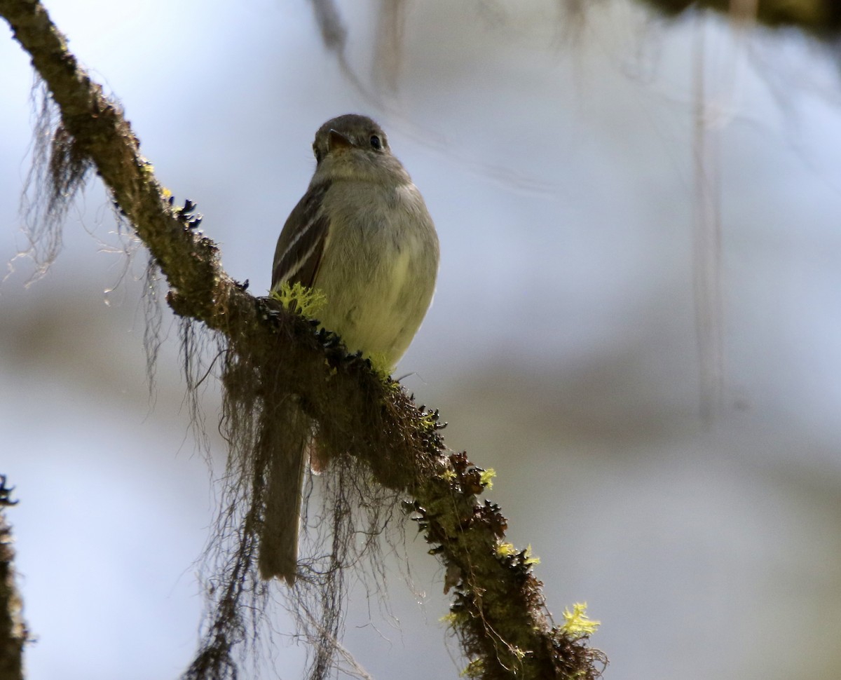 Hammond's Flycatcher - ML577190291