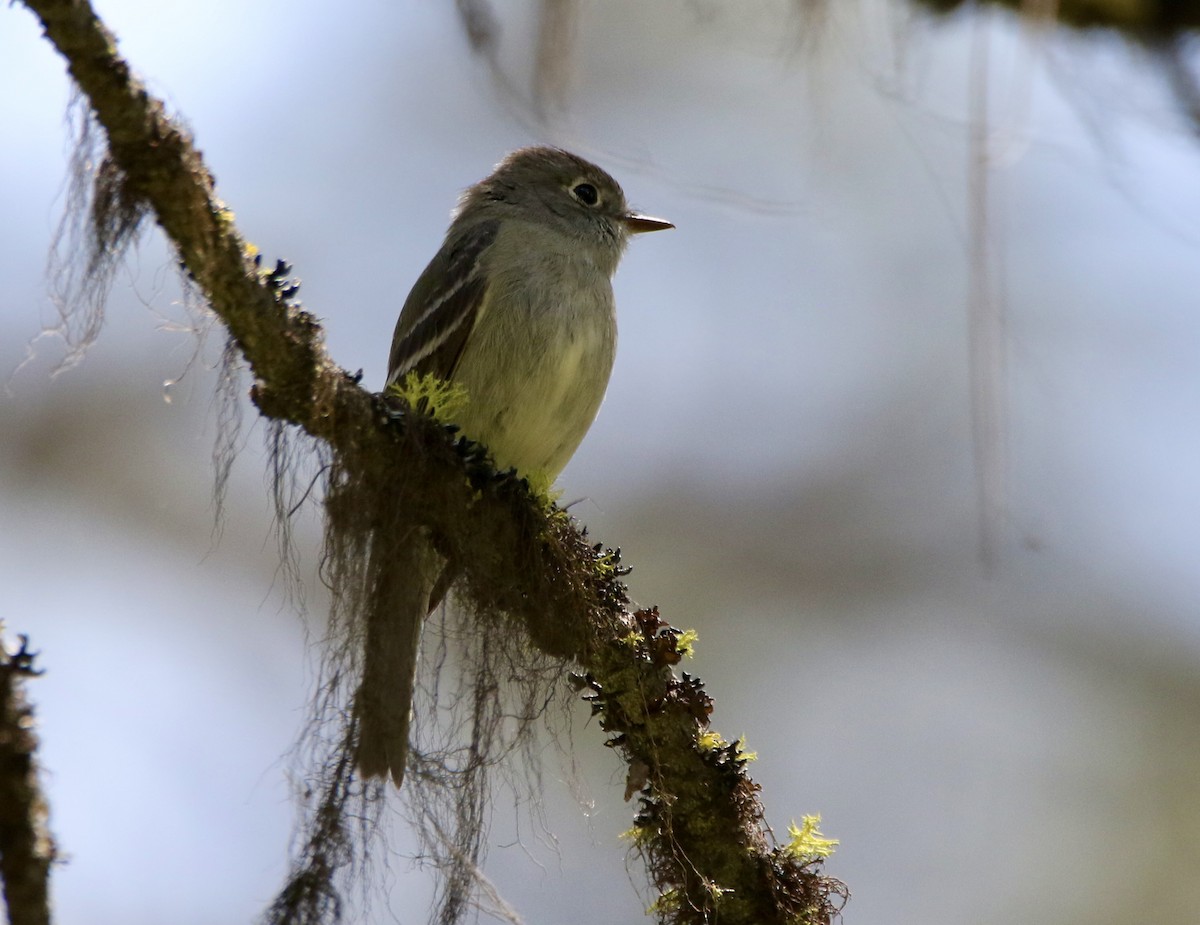 Hammond's Flycatcher - ML577190301