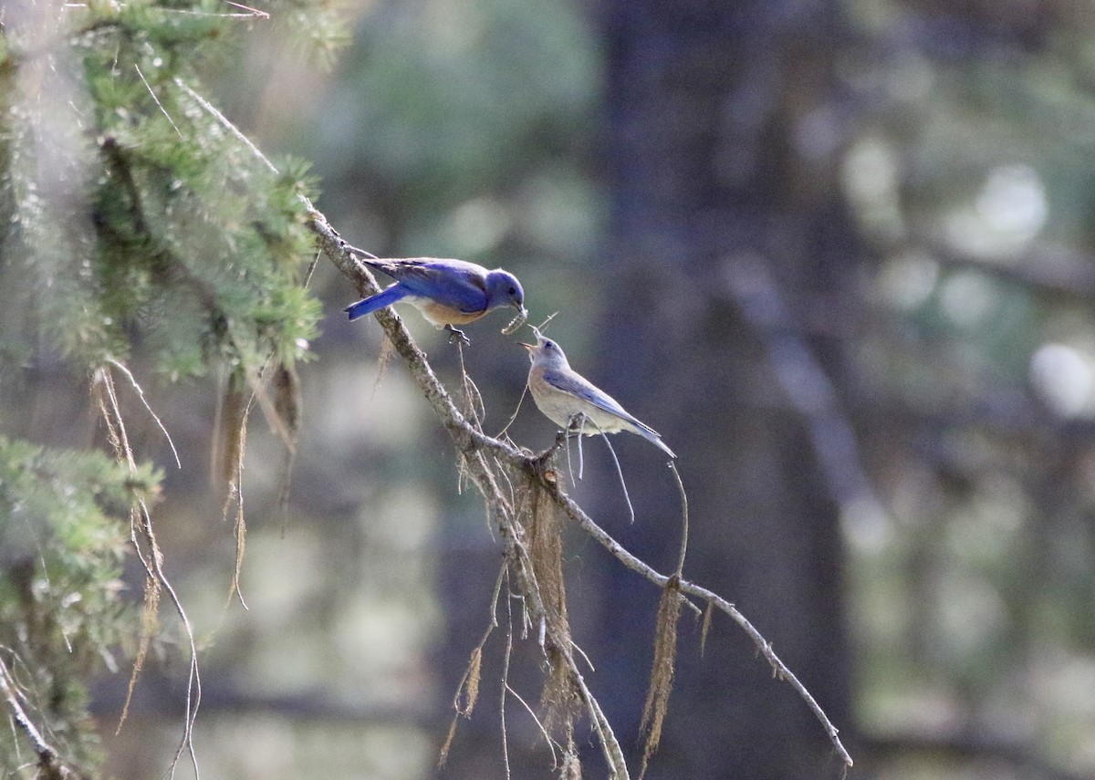 Western Bluebird - ML577190411