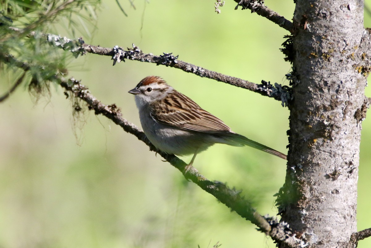 Chipping Sparrow - ML577190701
