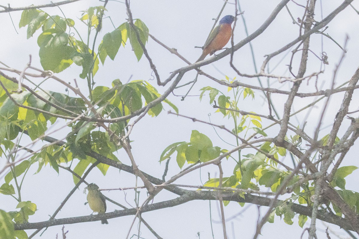 Painted Bunting - ML577190861