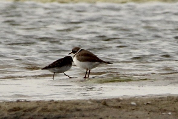 Semipalmated Plover - ML577191281