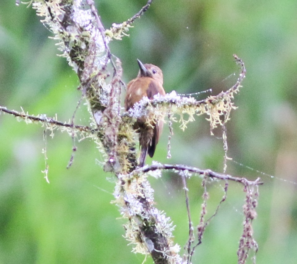 Smoky-brown Woodpecker - ML577191701