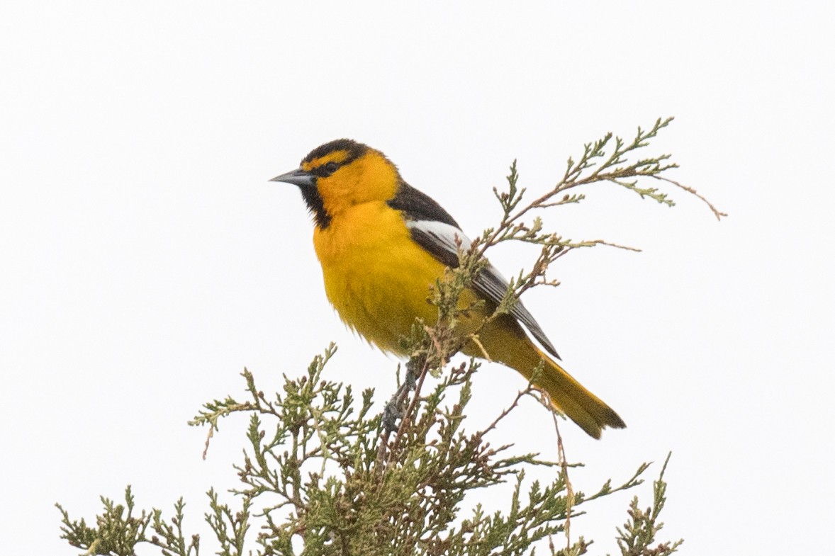 Bullock's Oriole - ML577192291