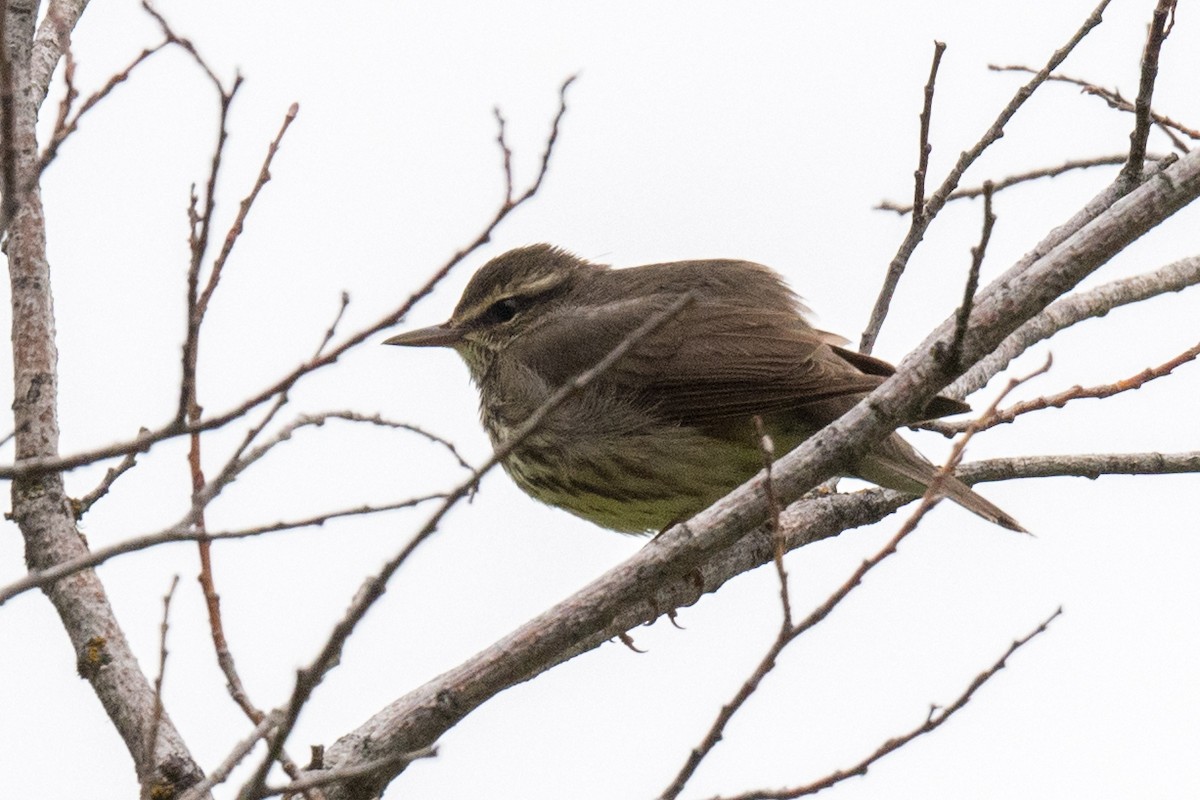 Northern Waterthrush - ML577192471