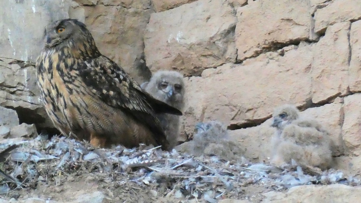 Eurasian Eagle-Owl - ML577195141