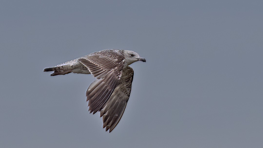 Caspian Gull - ML577195681