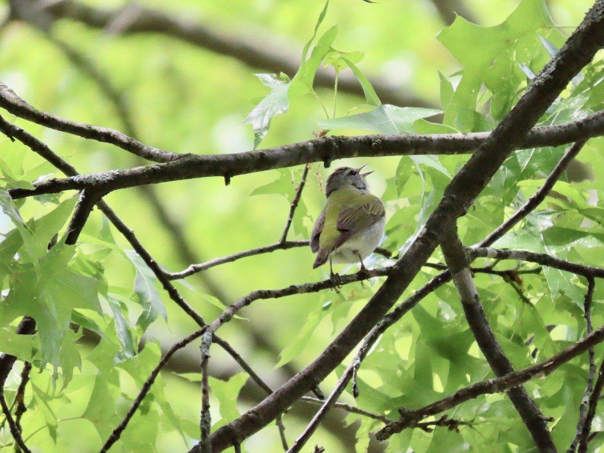 Tennessee Warbler - ML577196131