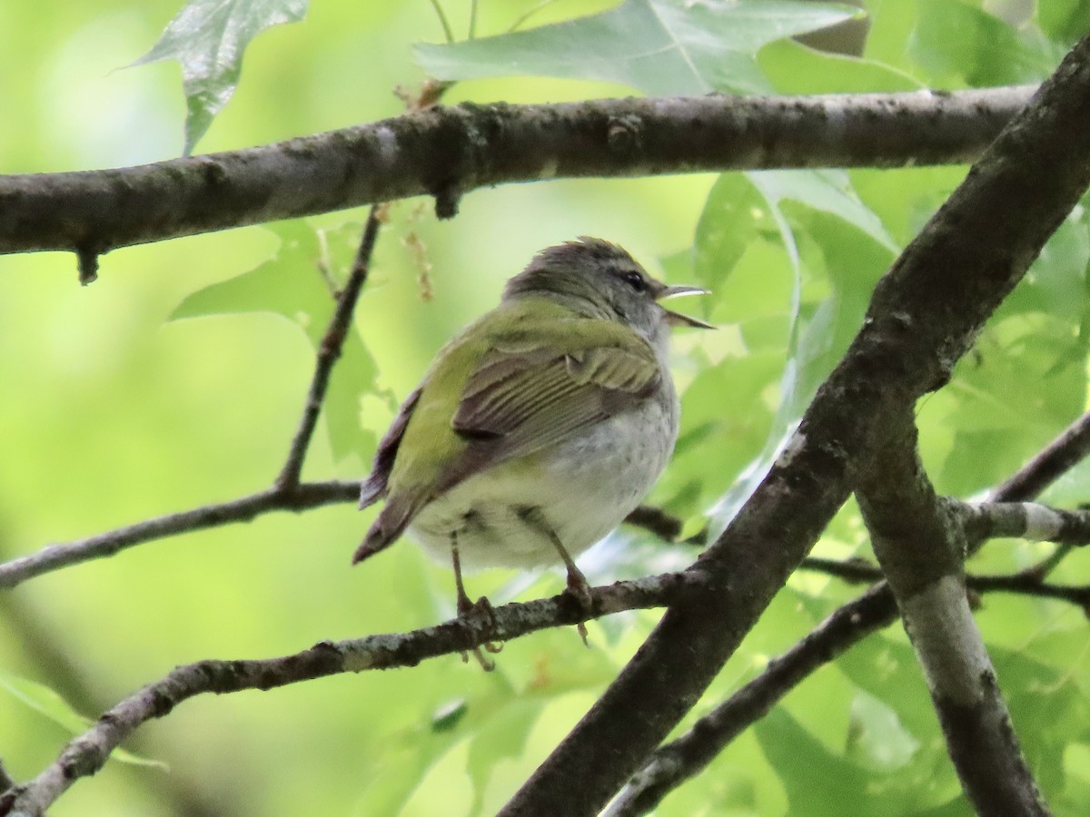 Tennessee Warbler - ML577196261