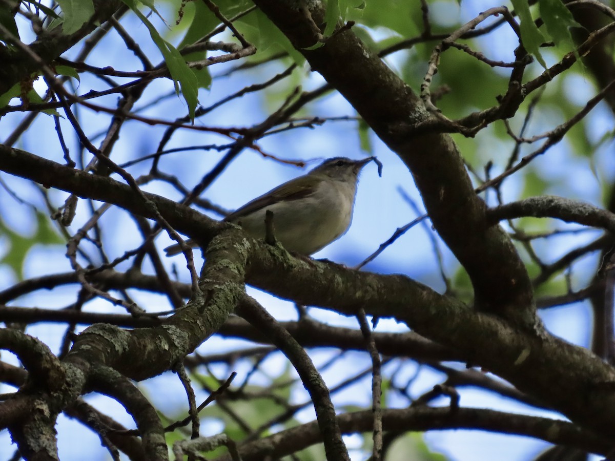 Tennessee Warbler - ML577196271