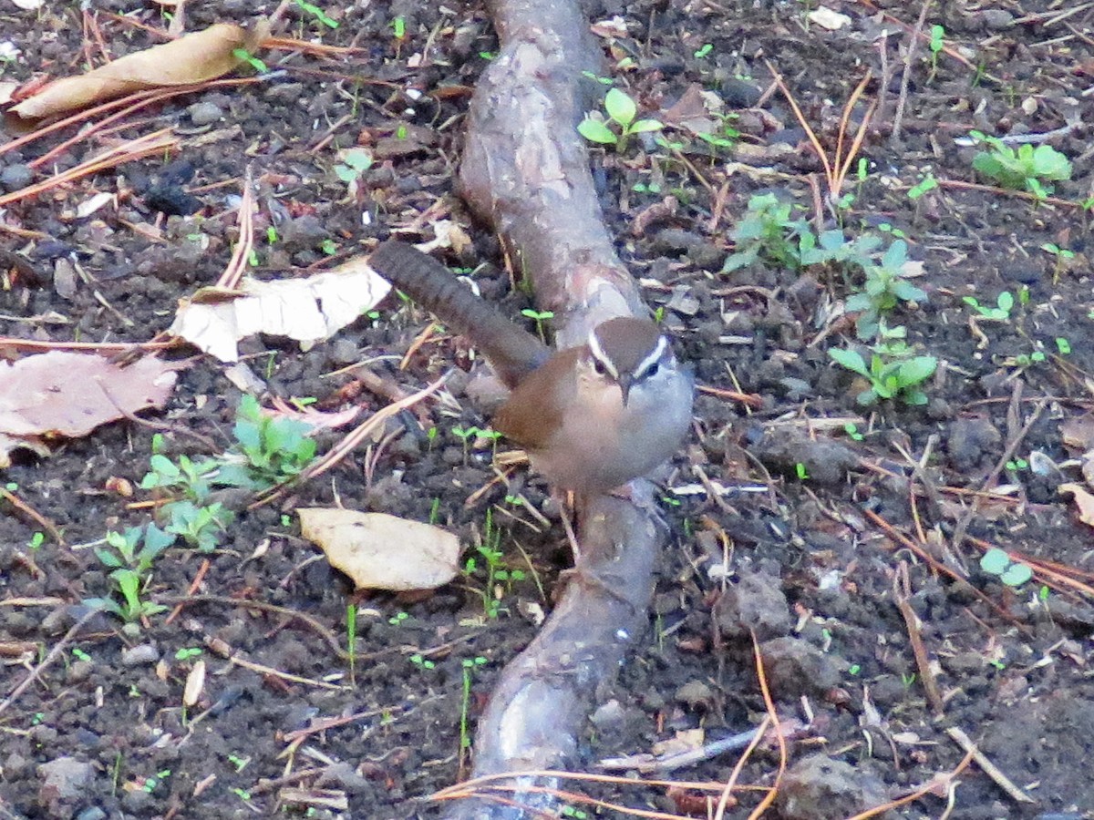 Bewick's Wren - ML577197041