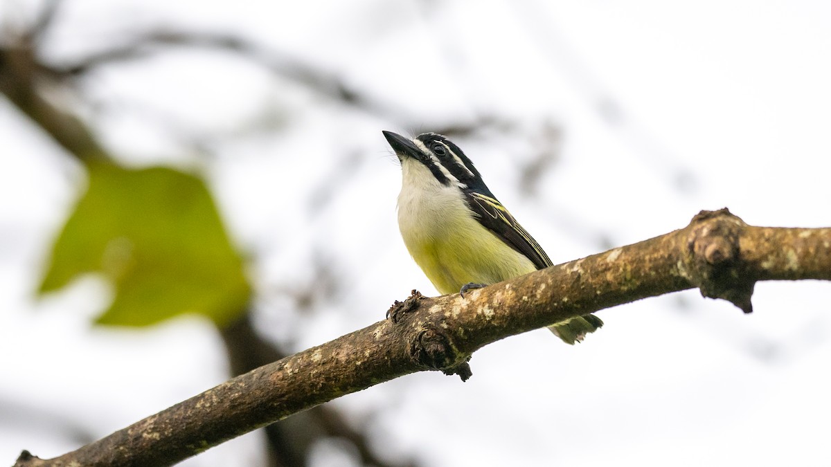 Yellow-rumped Tinkerbird - ML577197861