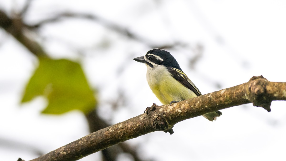 Yellow-rumped Tinkerbird - ML577197941