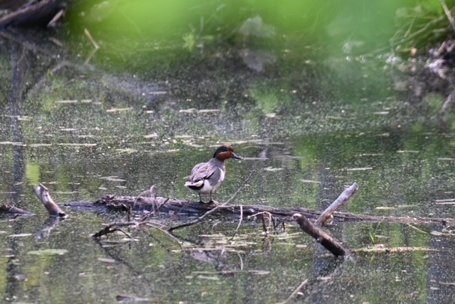 Green-winged Teal - ML577197961