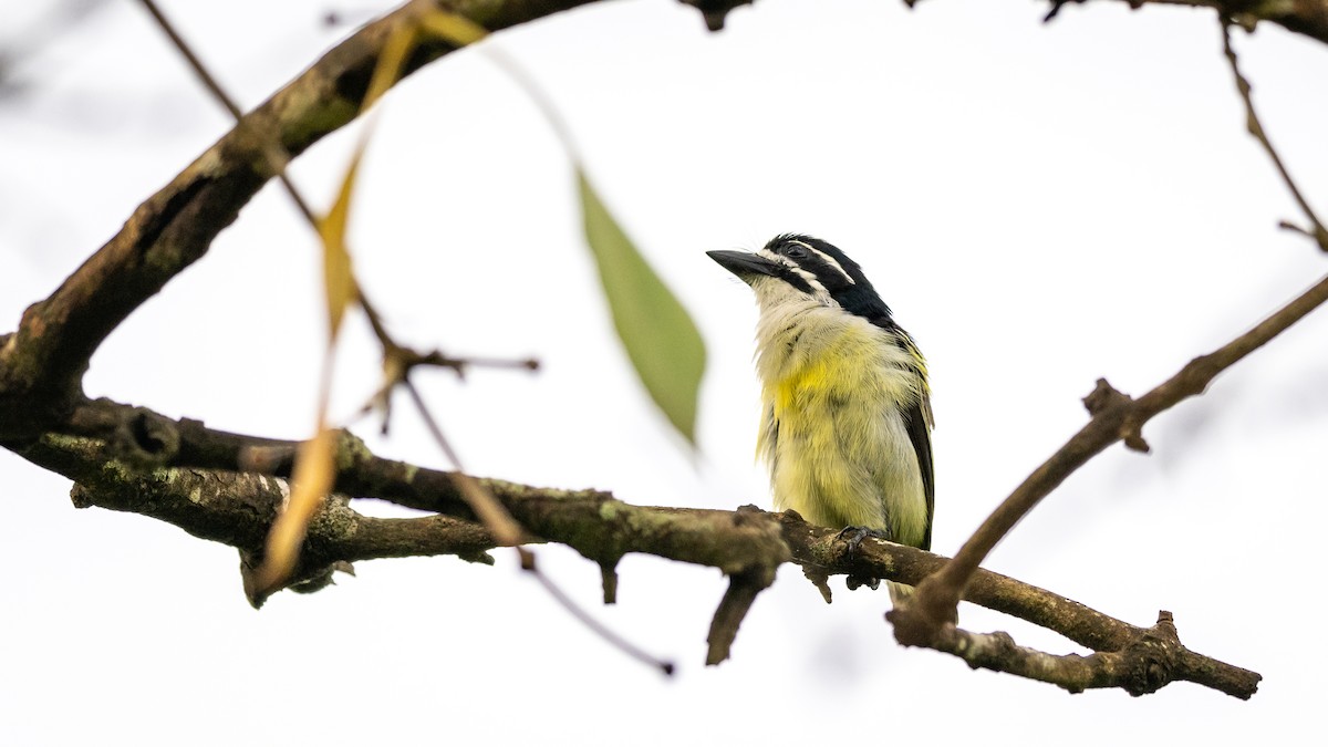 Yellow-rumped Tinkerbird - ML577197981