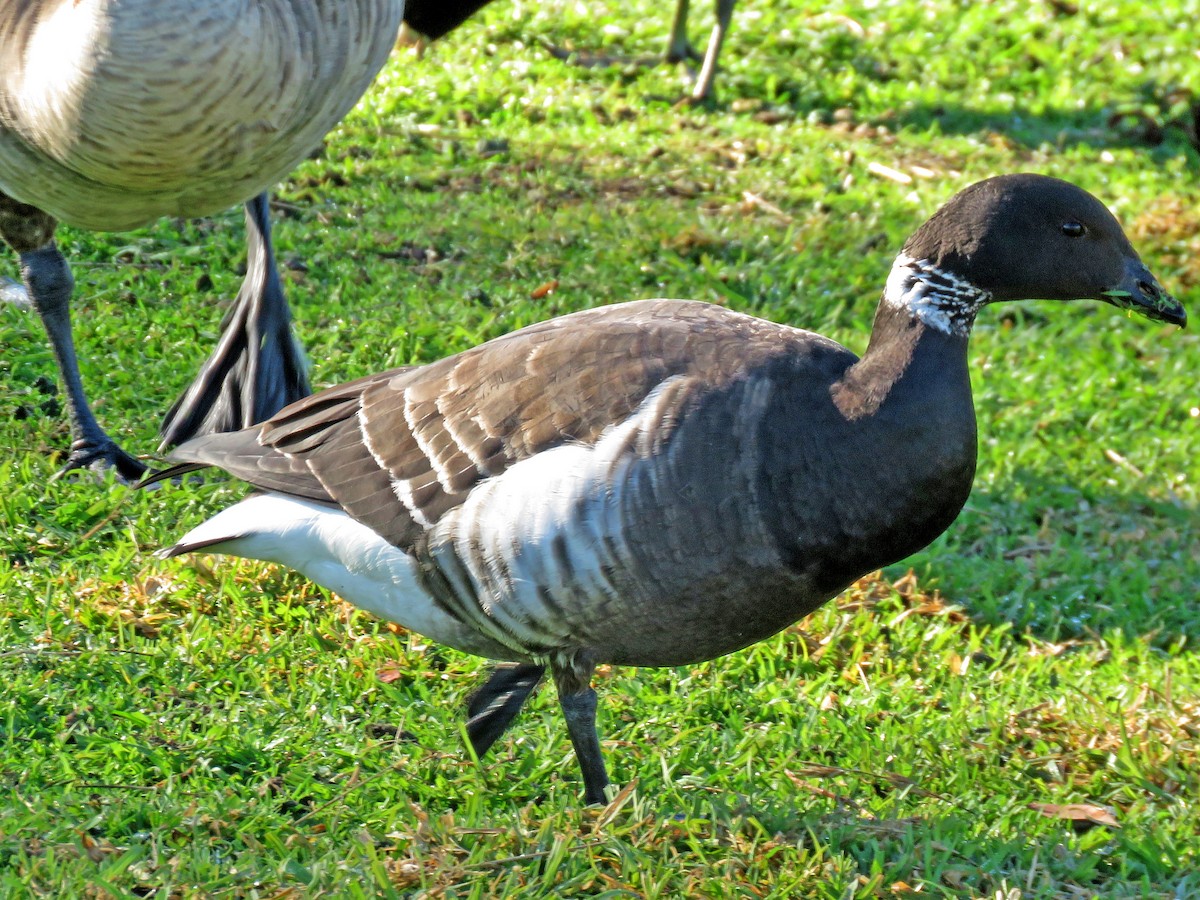 Barnacla Carinegra (nigricans) - ML577198761