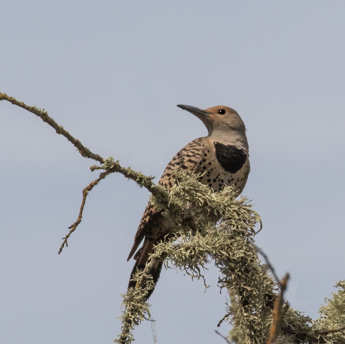 Northern Flicker (Red-shafted) - Kathleen Kent