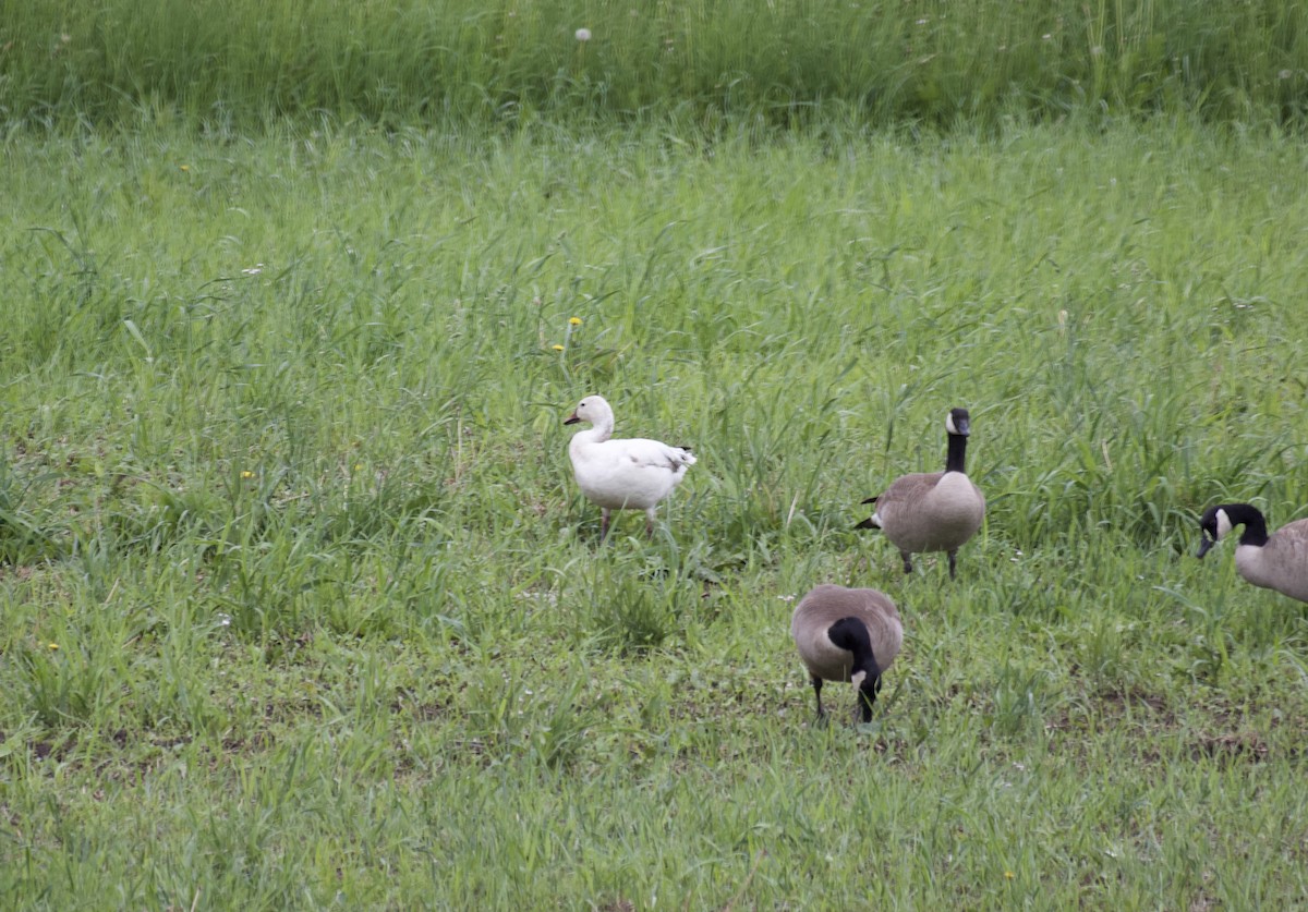 Snow Goose - ML577200311