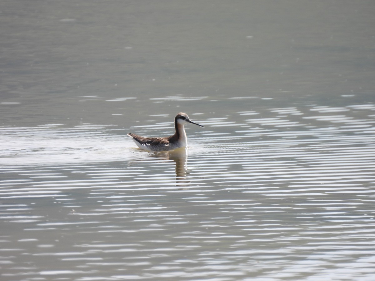 Wilson's Phalarope - ML577200421