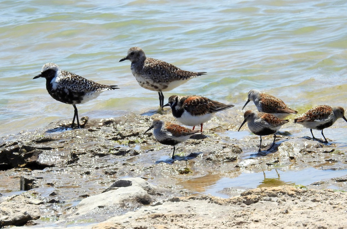 Black-bellied Plover - Kayo Roy