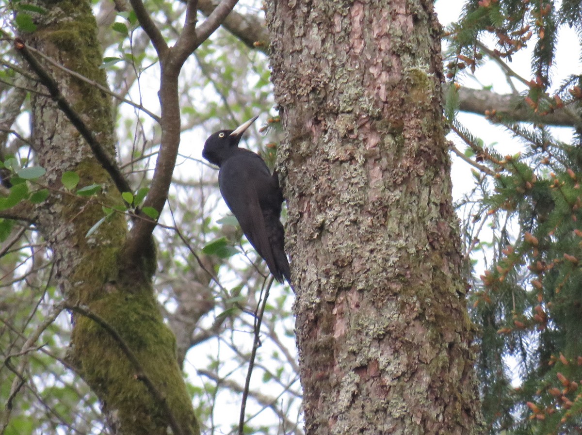 Black Woodpecker - Jesús Ruiz Rodrigo