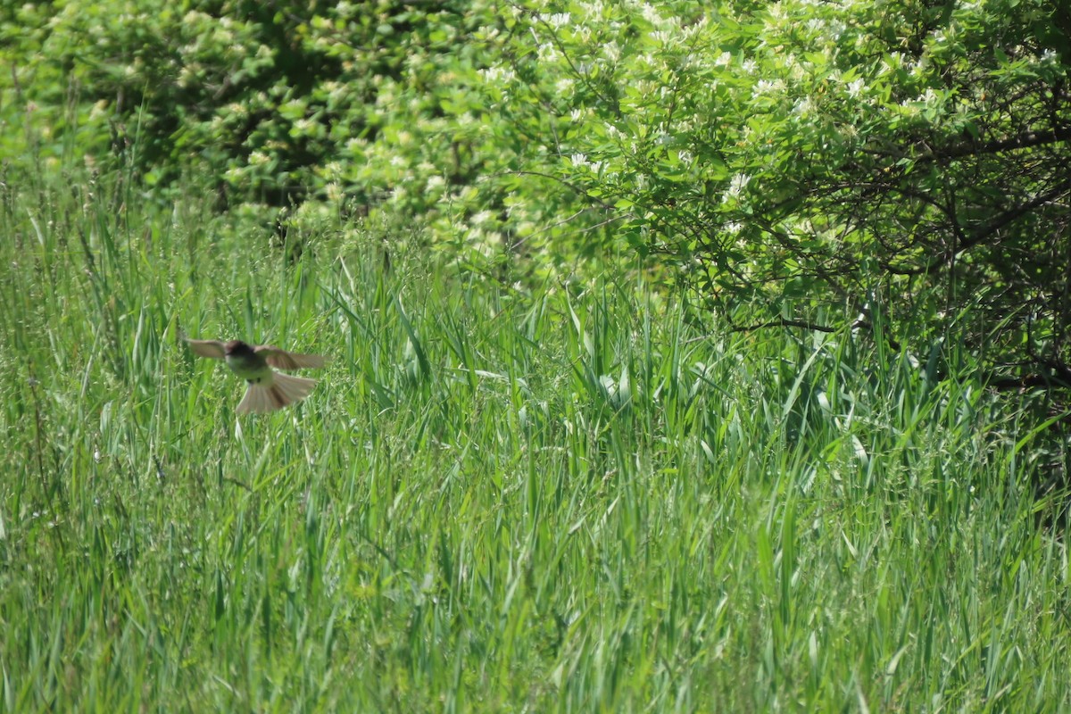 Willow Flycatcher - ML577200561